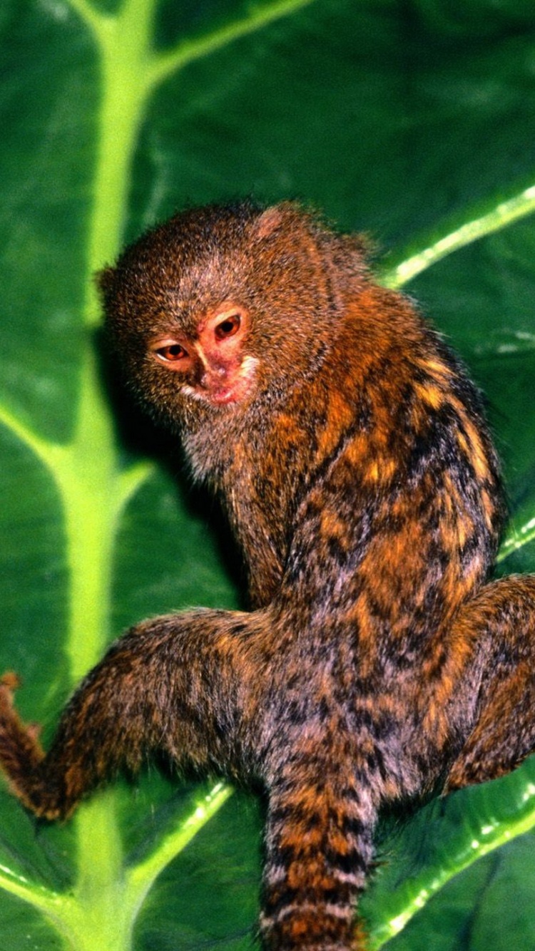 Hanging Out Pygmy Marmoset