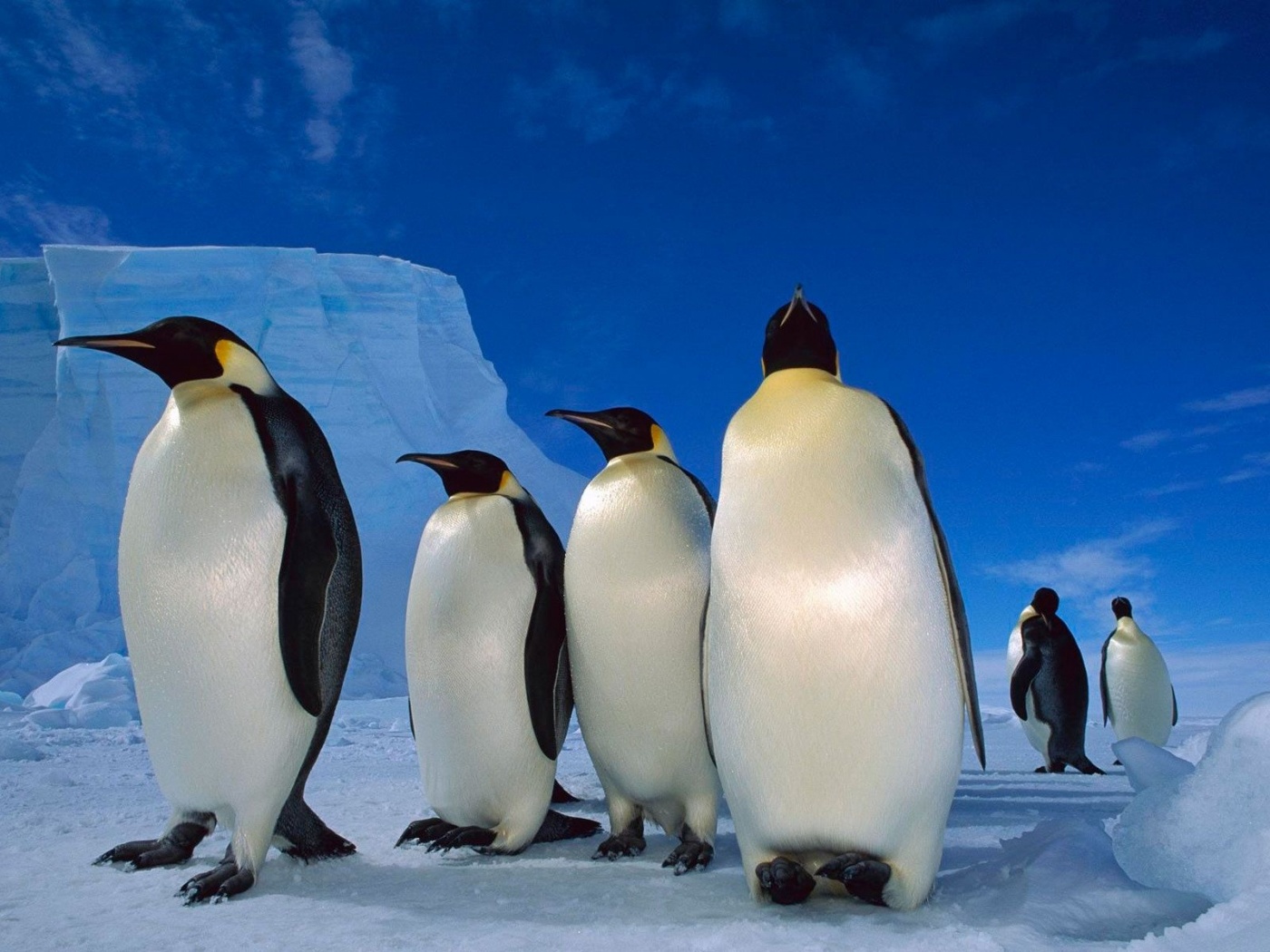 Happy Penguins Family