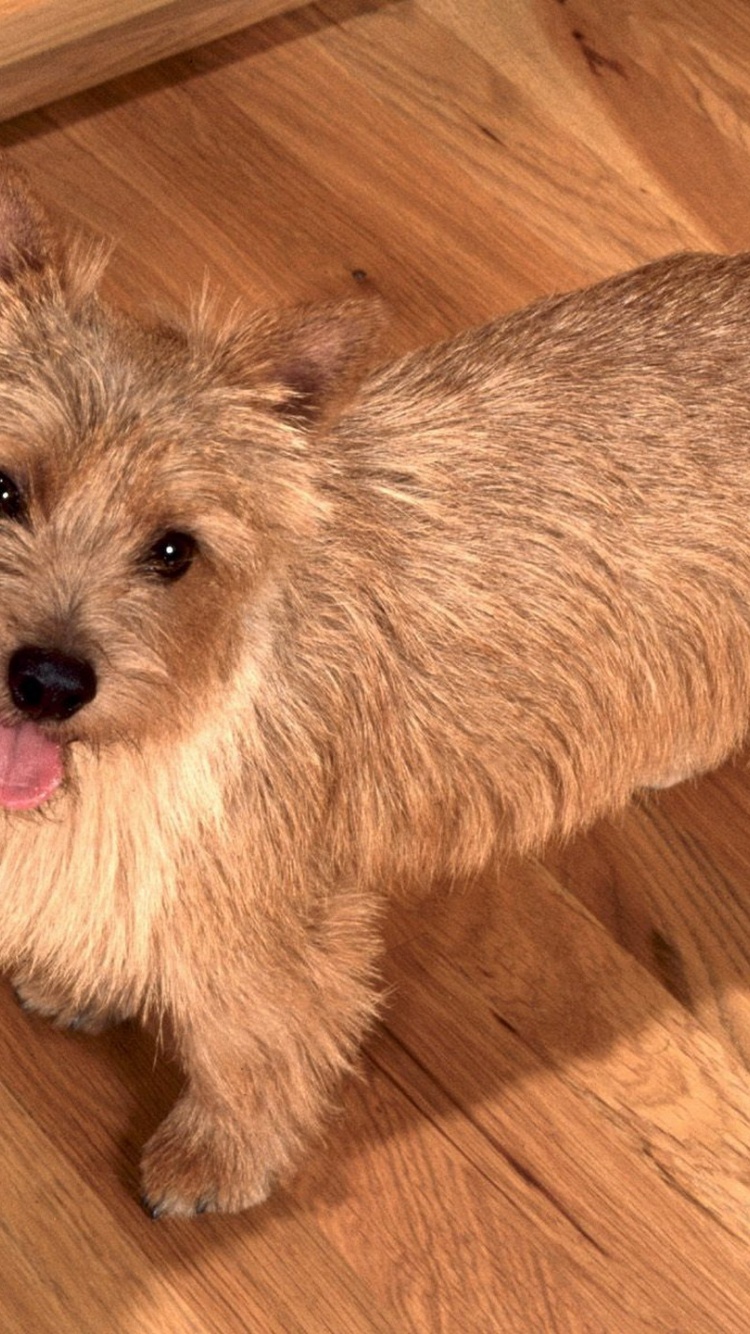 Happy To See You Norwich Terrier