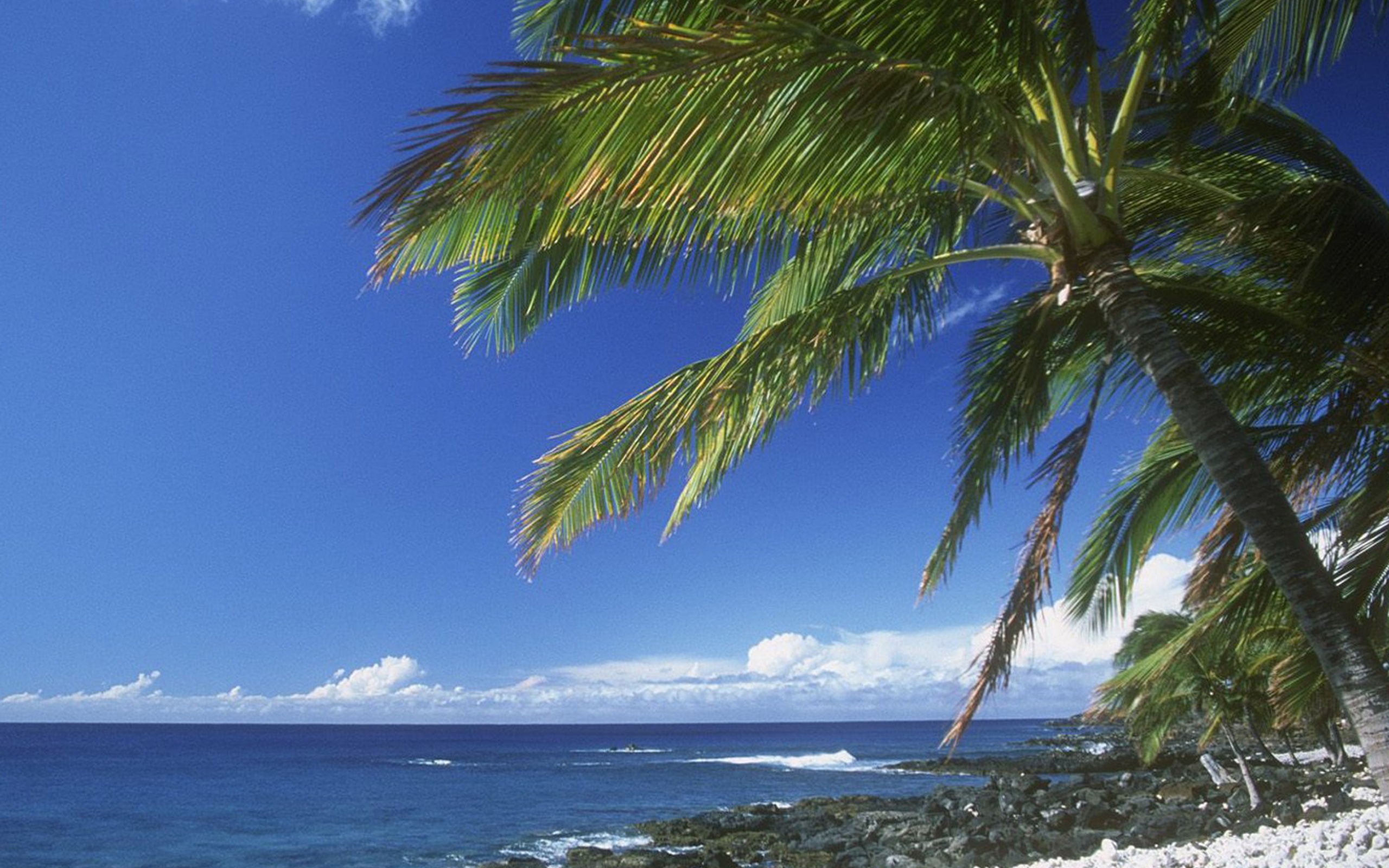 Hawaiian Palm