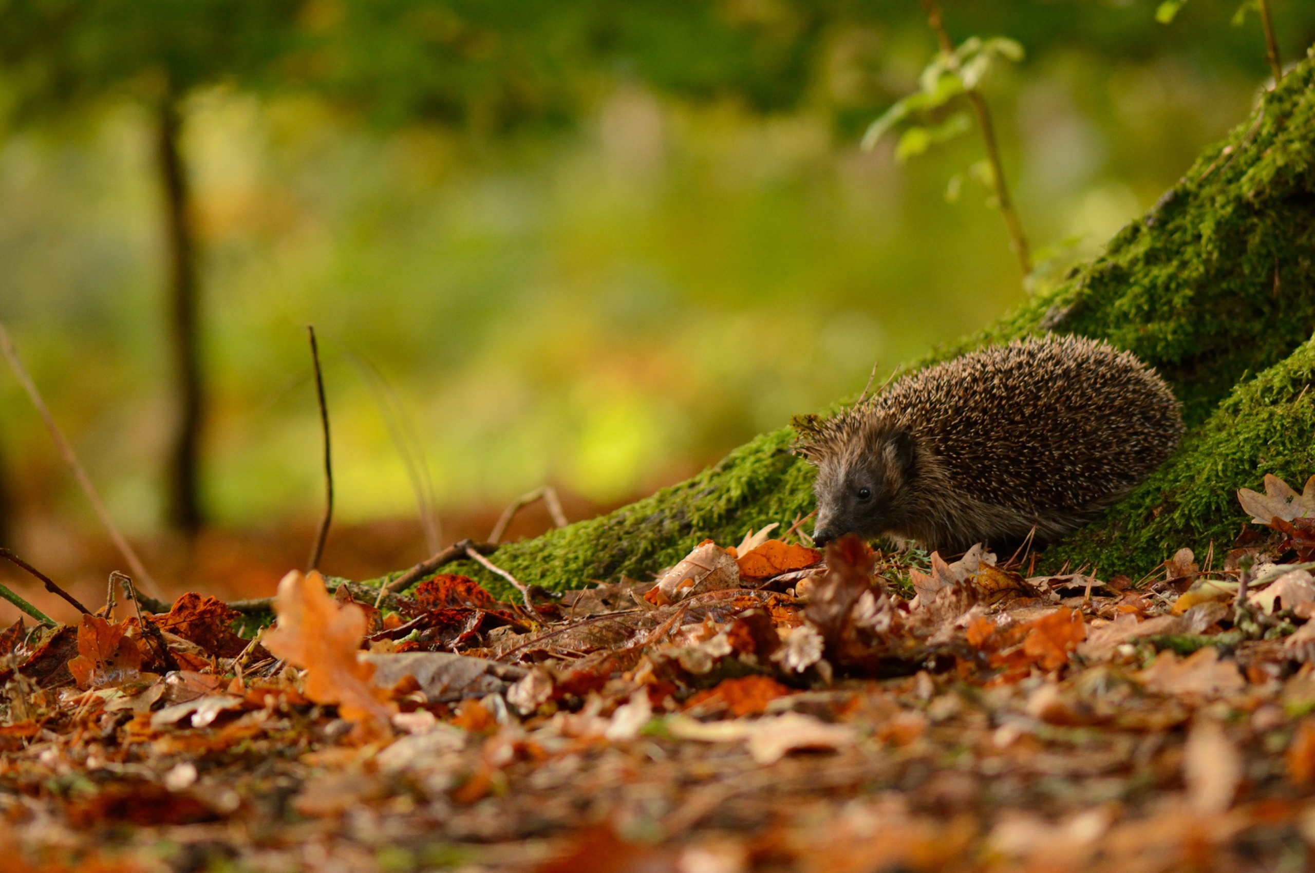 Hedgehog And Autumn
