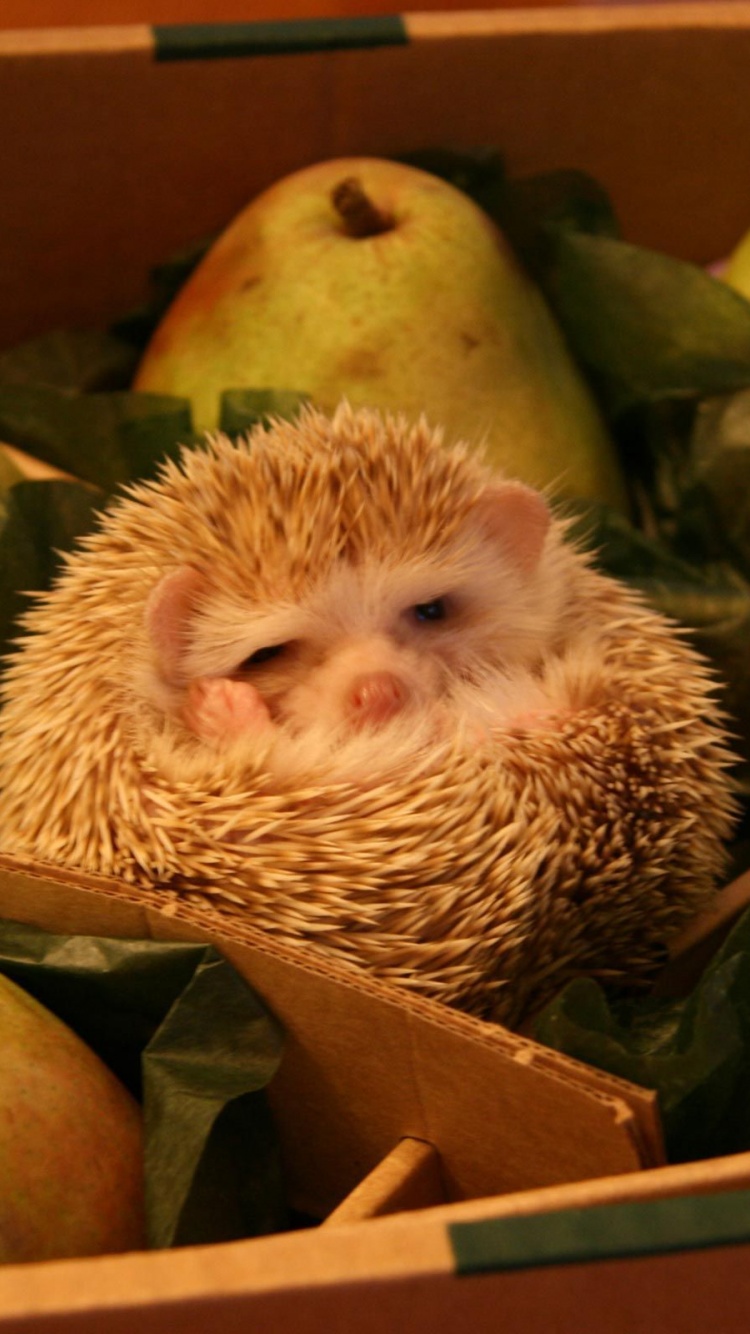 Hedgehog And Pears