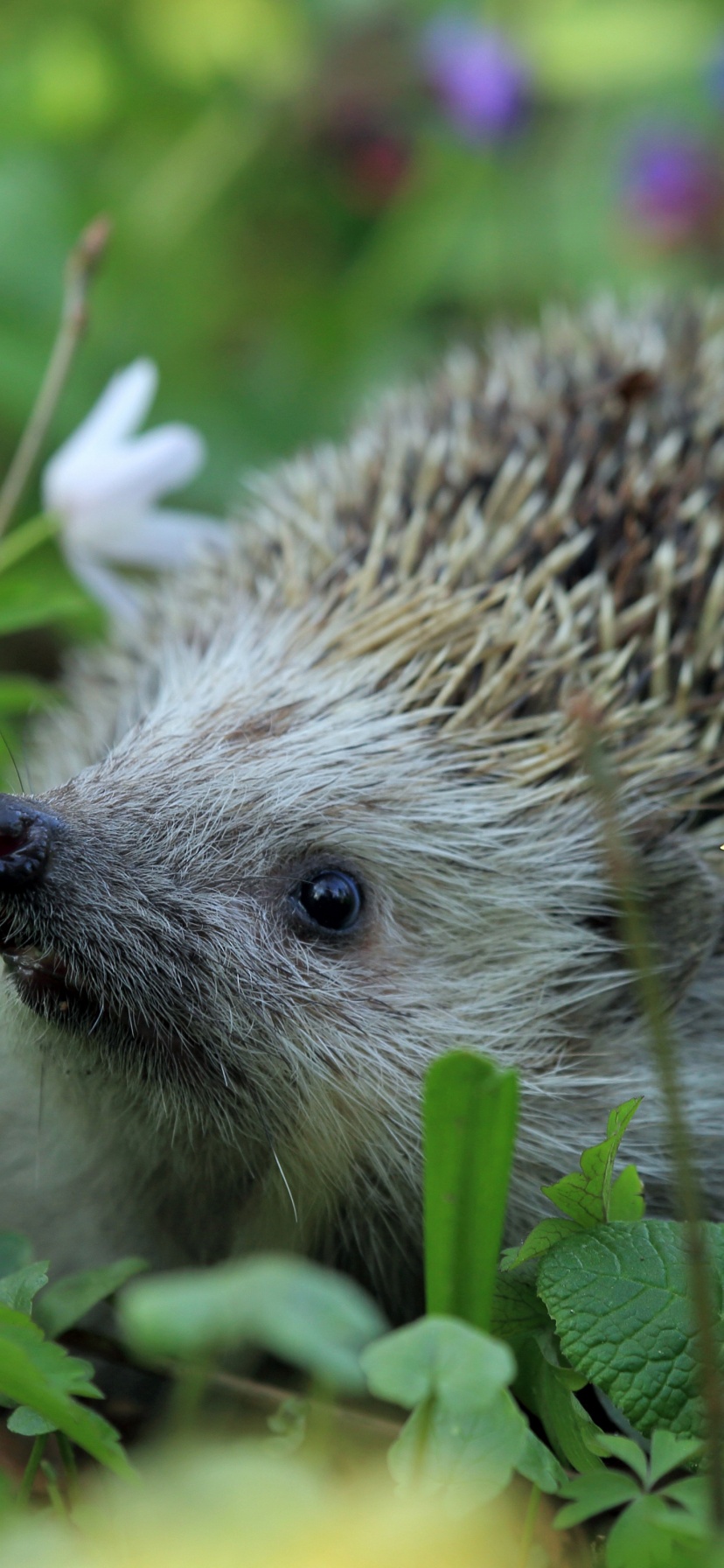 Hedgehog Spring Animal