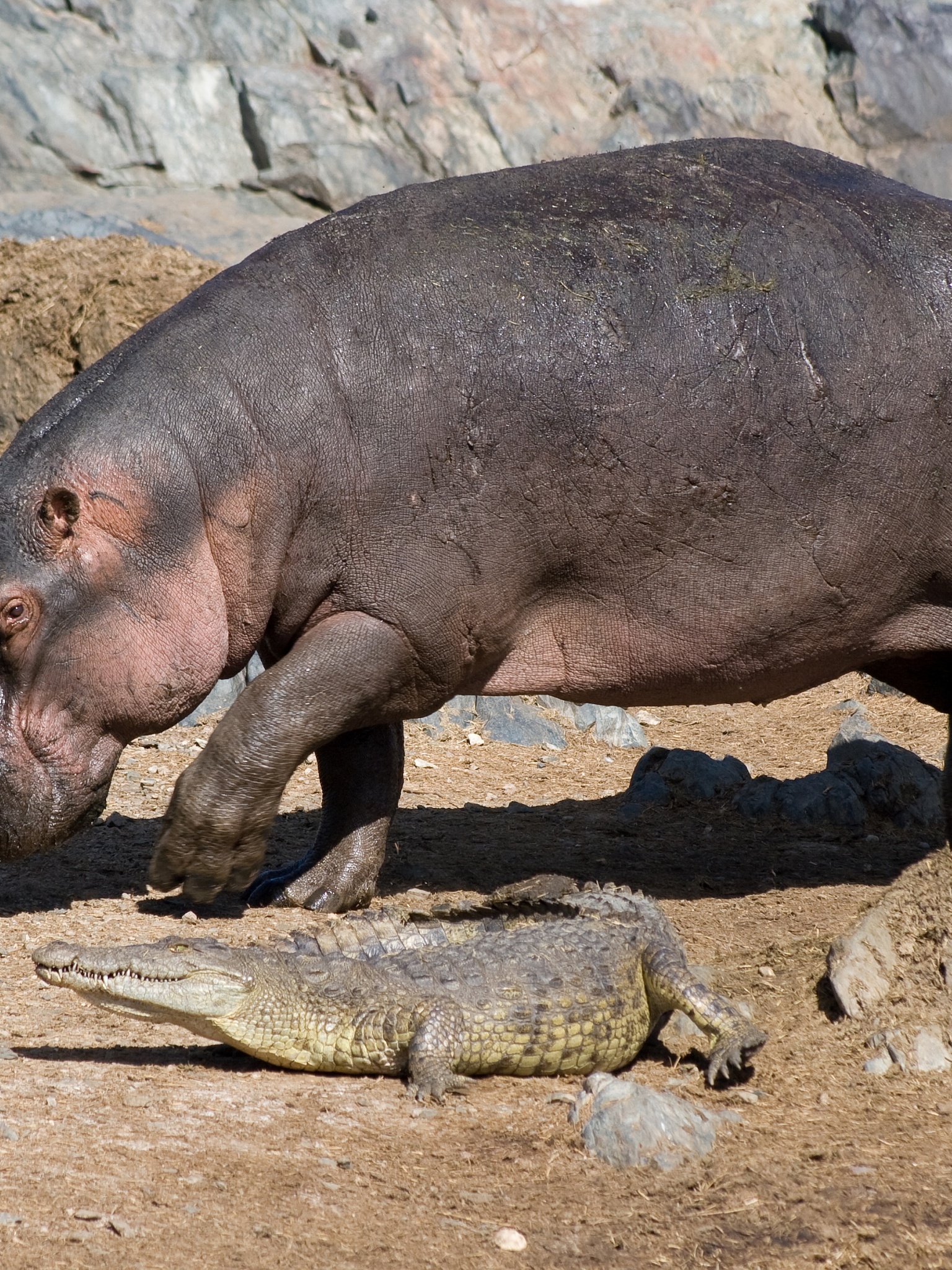 Hippo And Crocodile