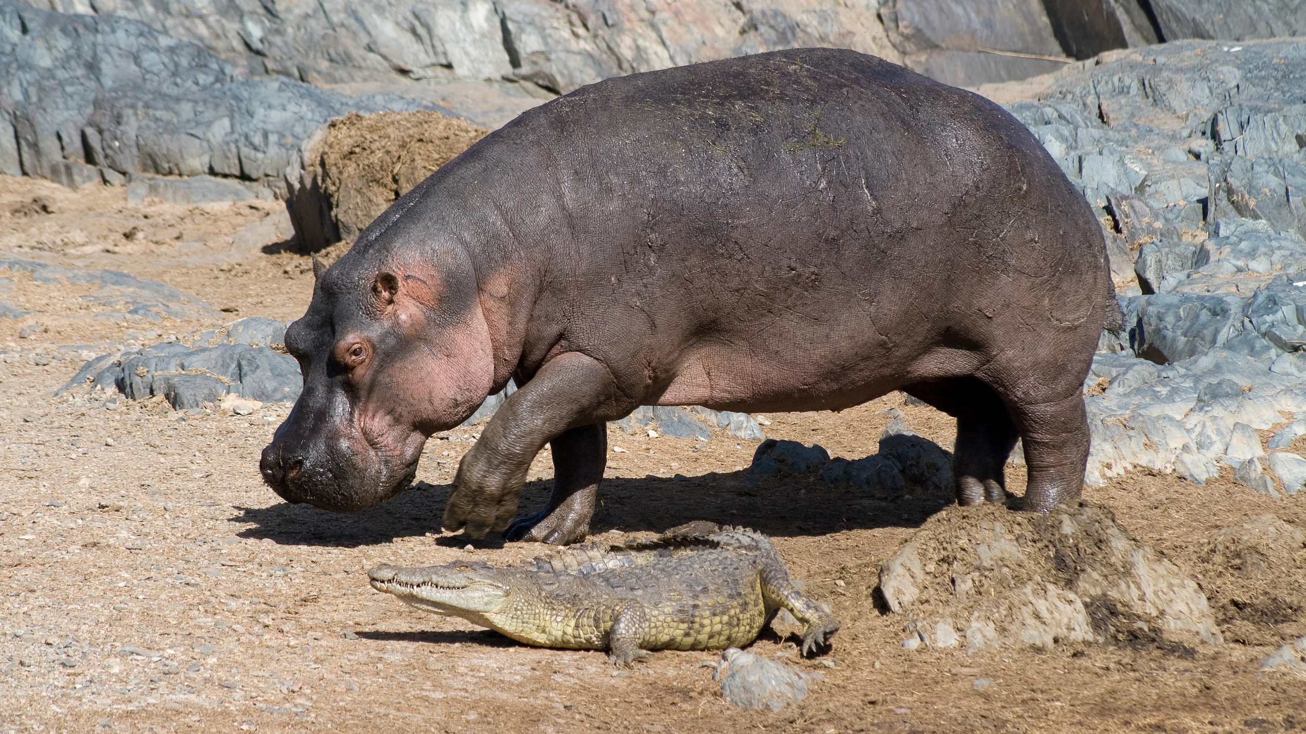 Hippo And Crocodile