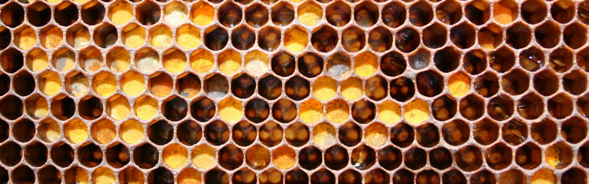 Honeycomb