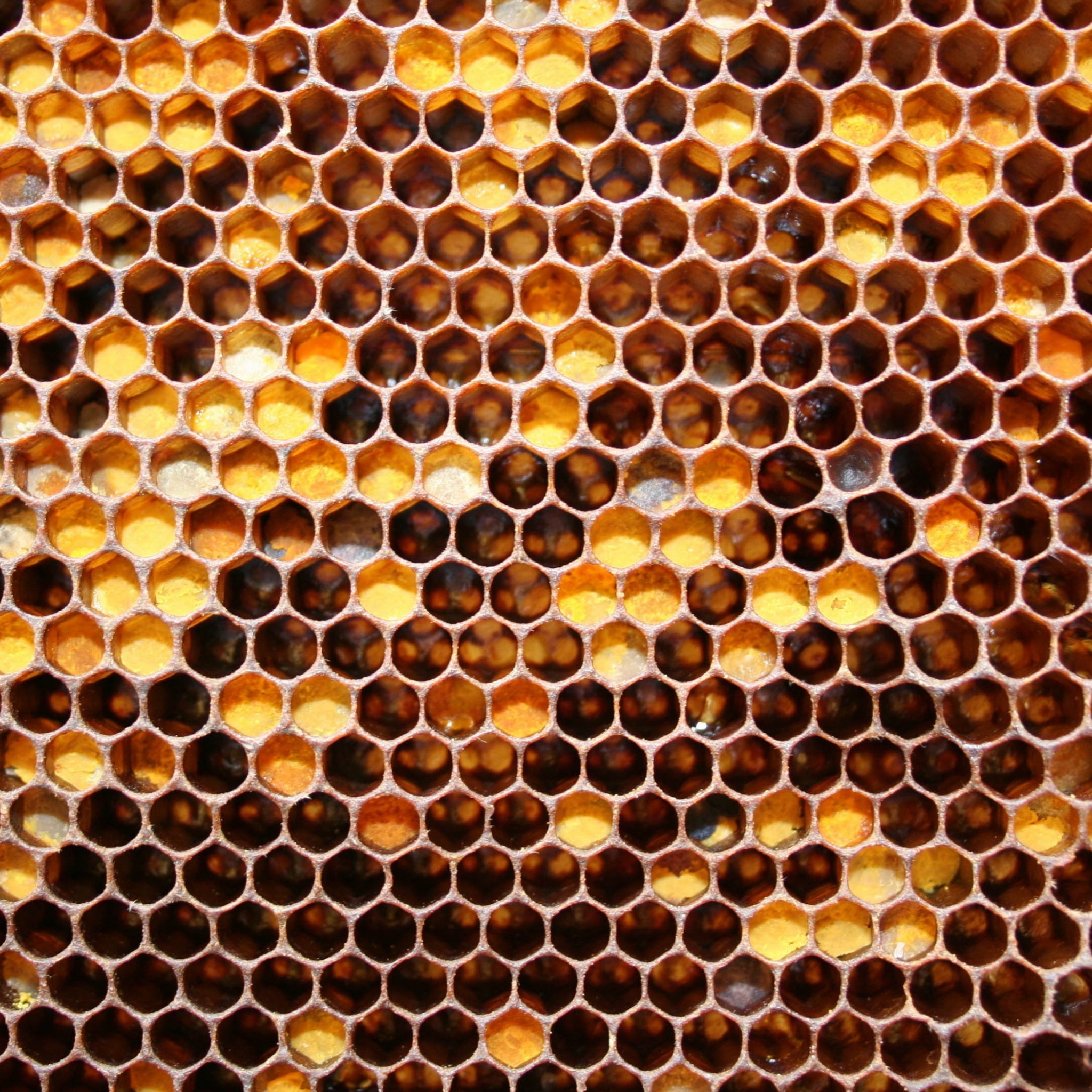 Honeycomb