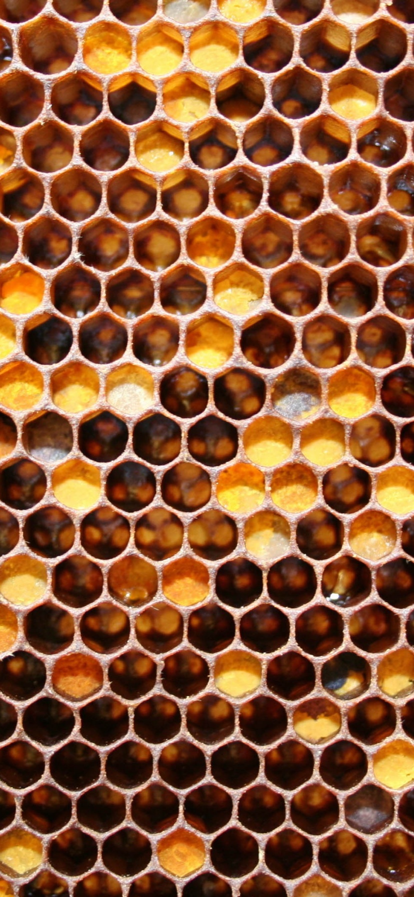 Honeycomb