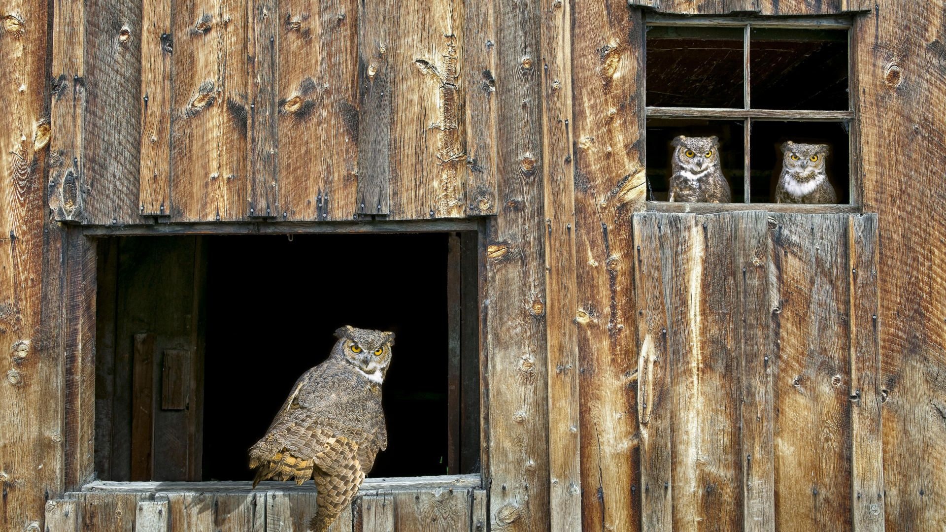 House Owl Window Barred Owl Strix Varia