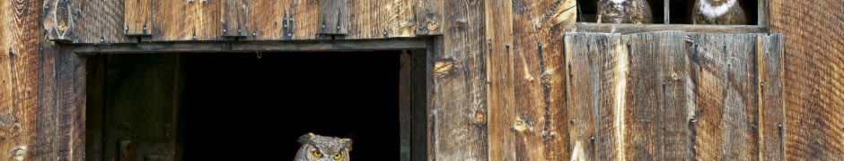 House Owl Window Barred Owl Strix Varia