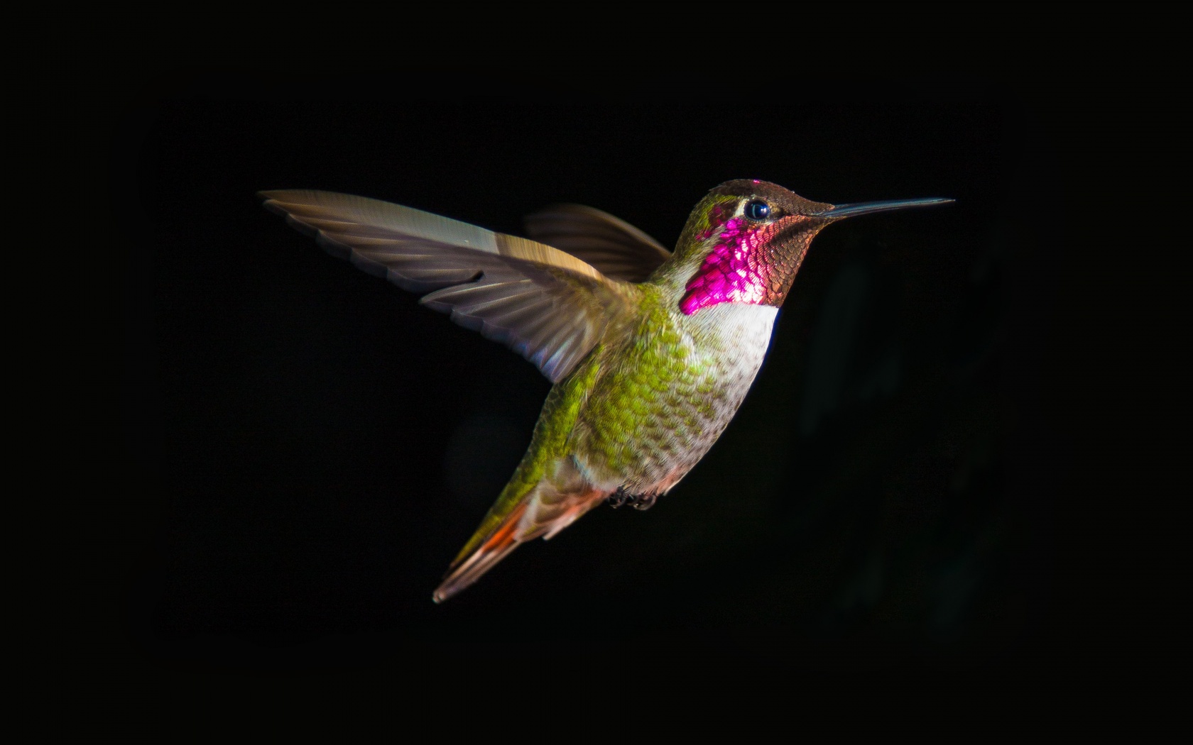 Hummingbird In Flight
