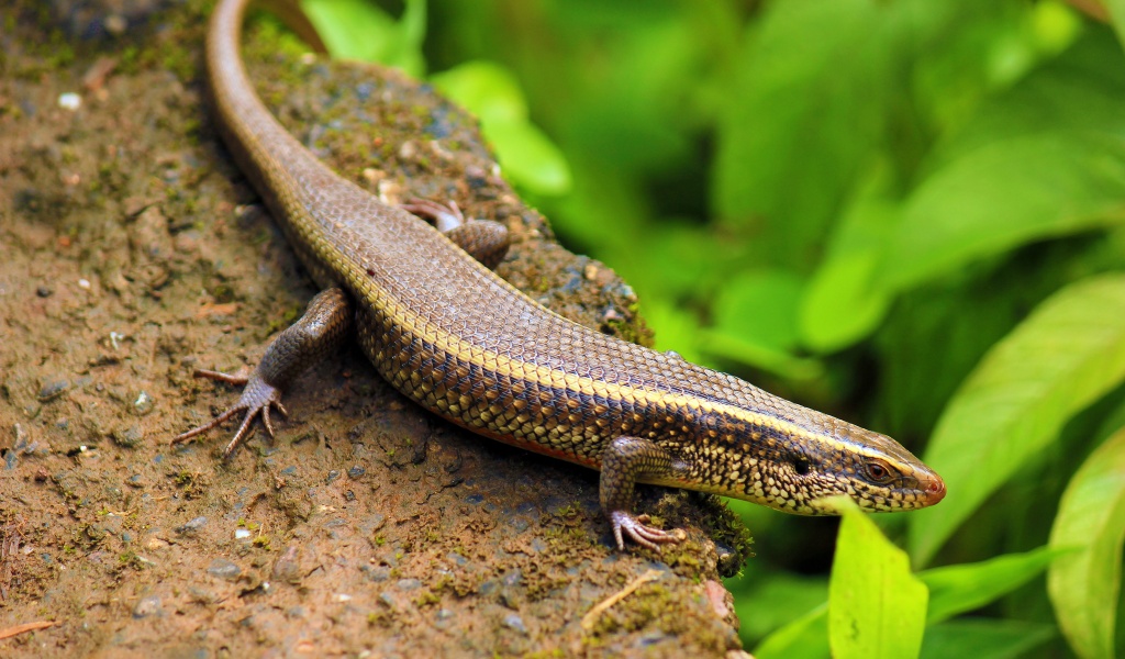 Indian Skink