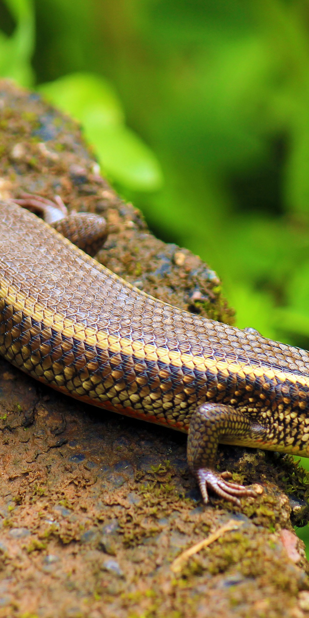 Indian Skink