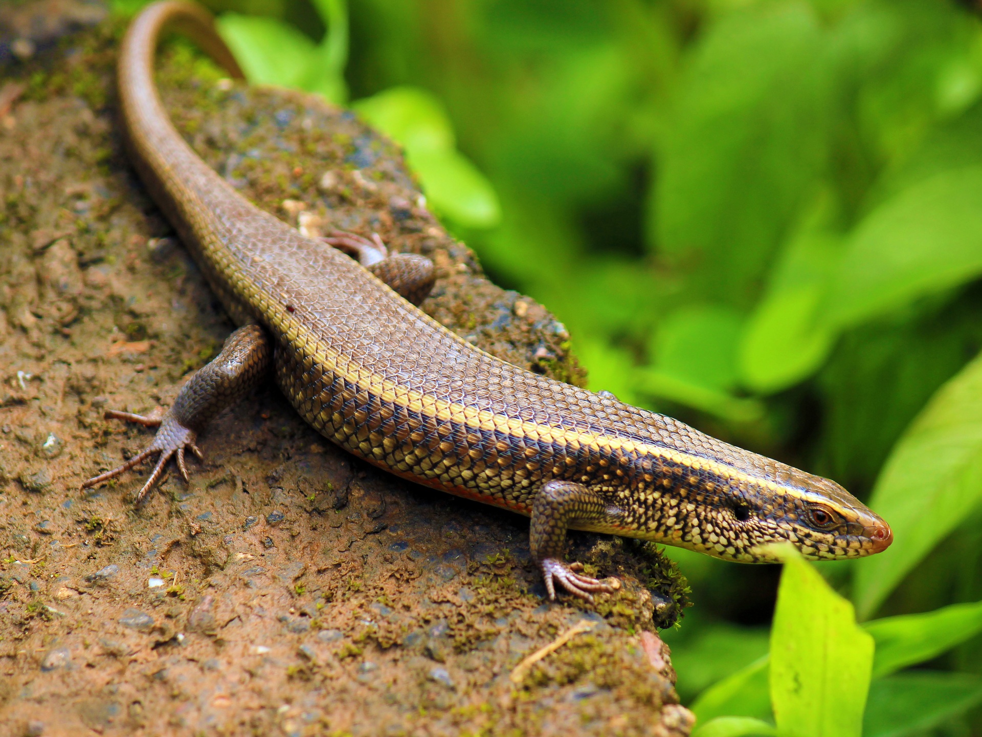 Indian Skink