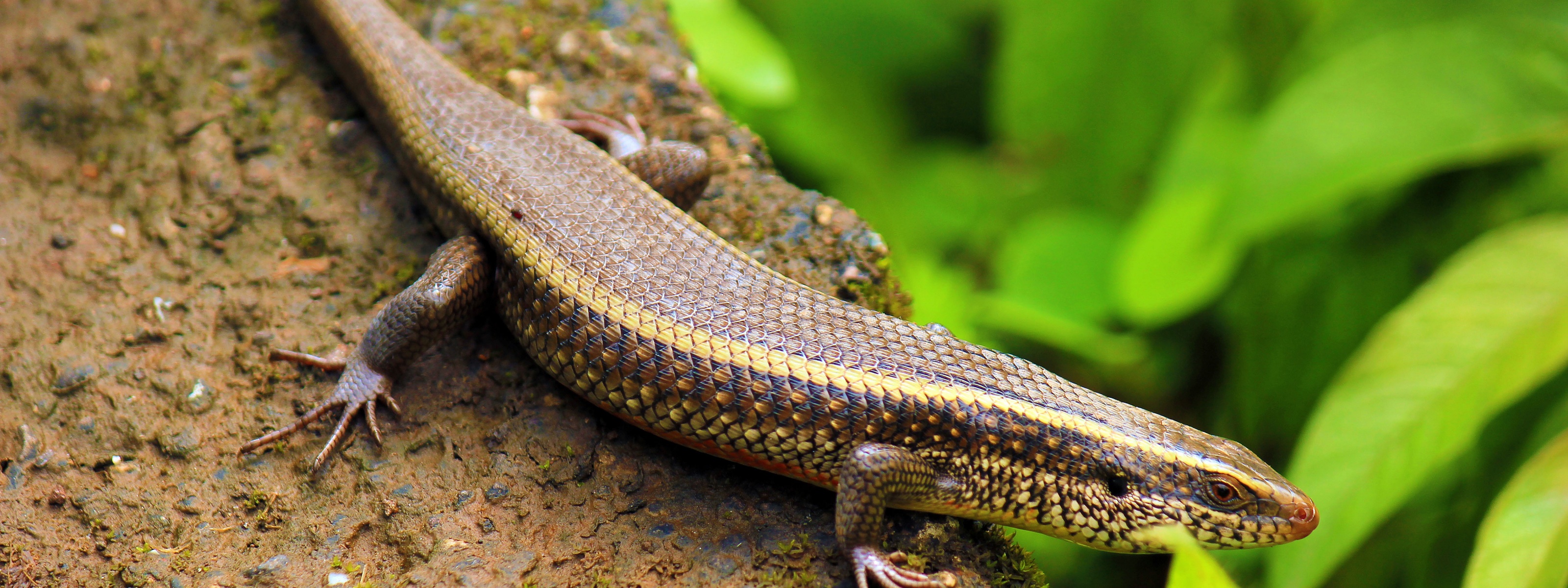 Indian Skink