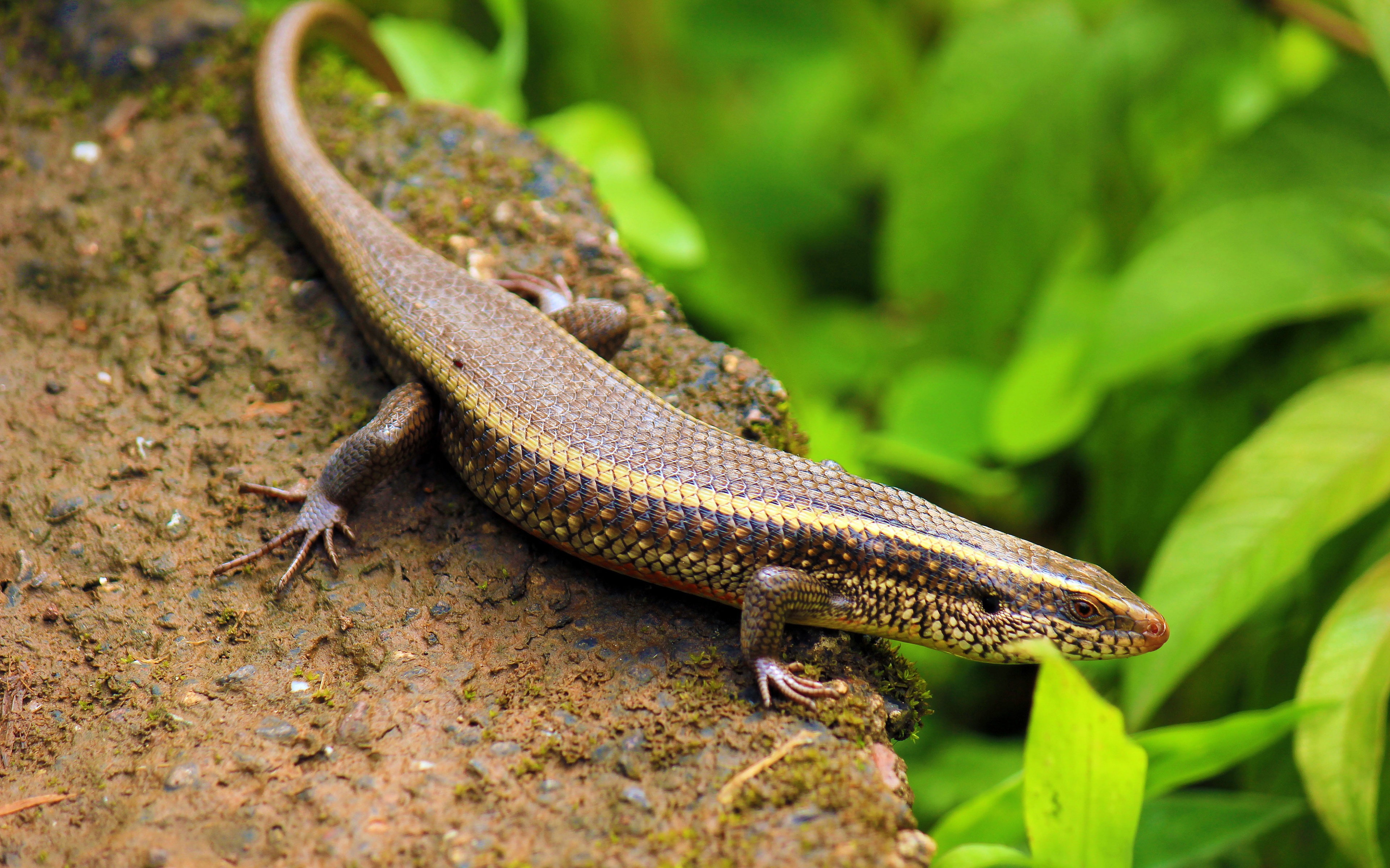 Indian Skink