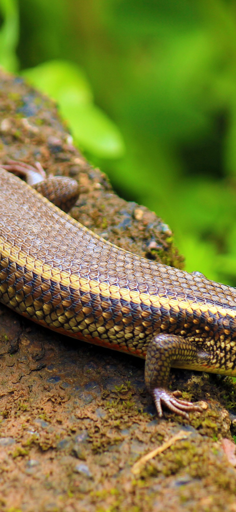 Indian Skink