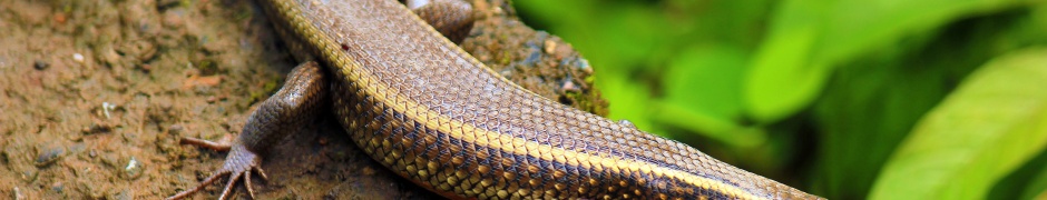 Indian Skink