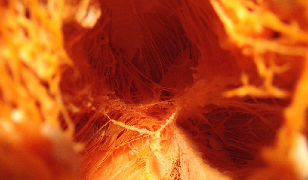 Inside The Pumpkin