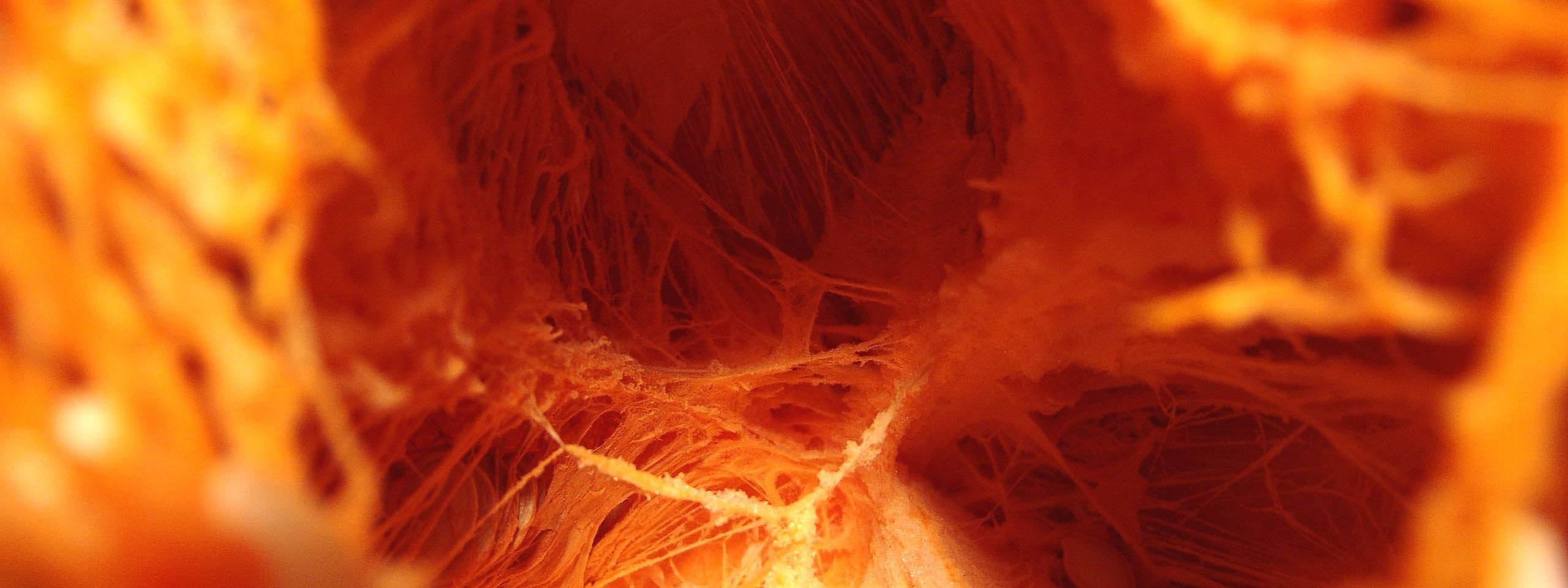 Inside The Pumpkin