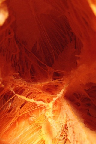 Inside The Pumpkin