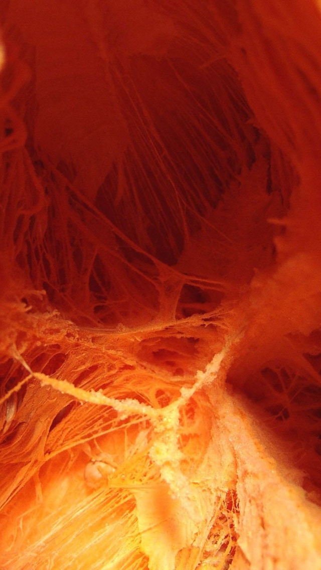 Inside The Pumpkin