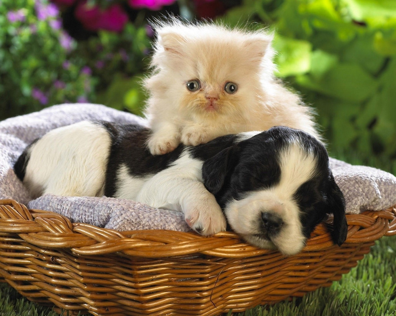 Kitten Puppy Basket Bed