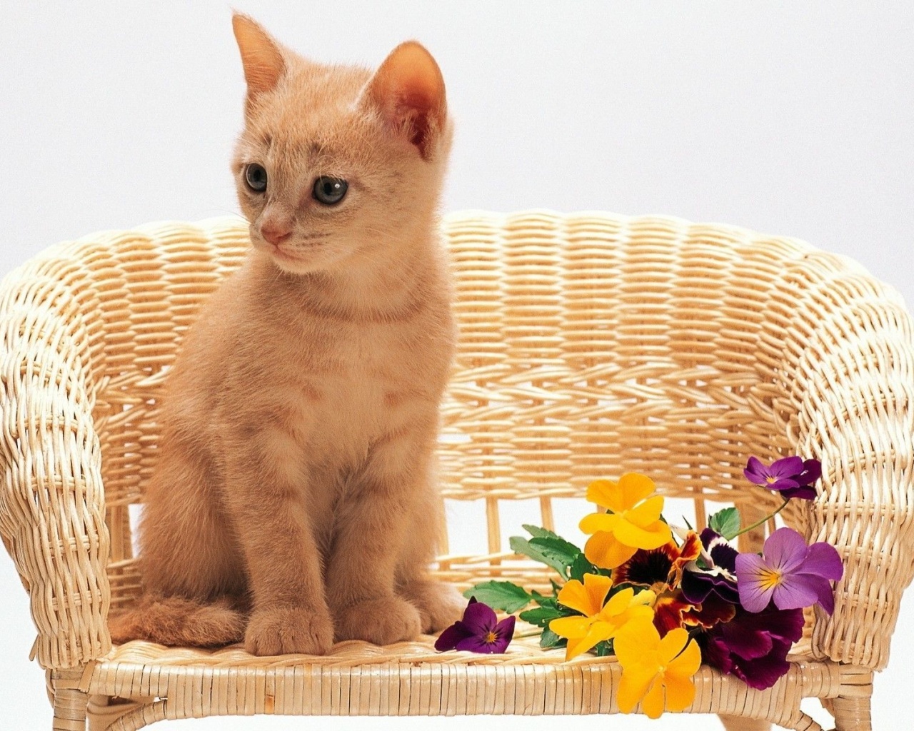Kitten Sitting Flowers Red