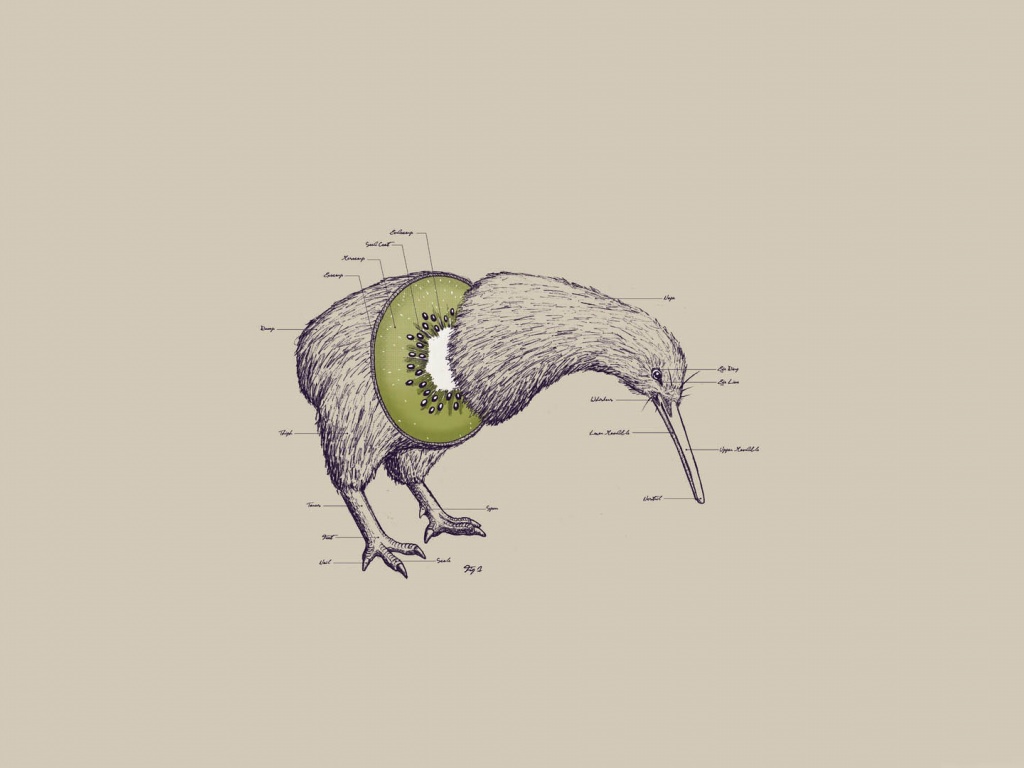 Kiwi Bird