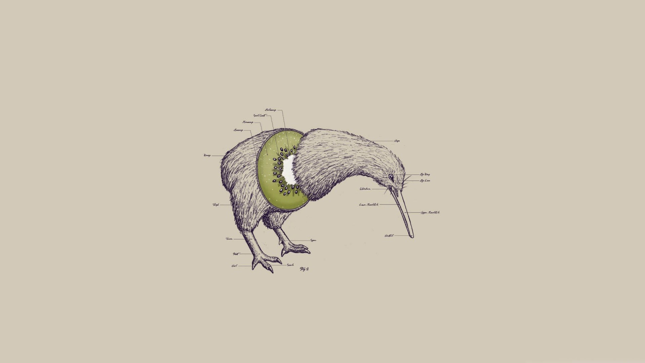 Kiwi Bird