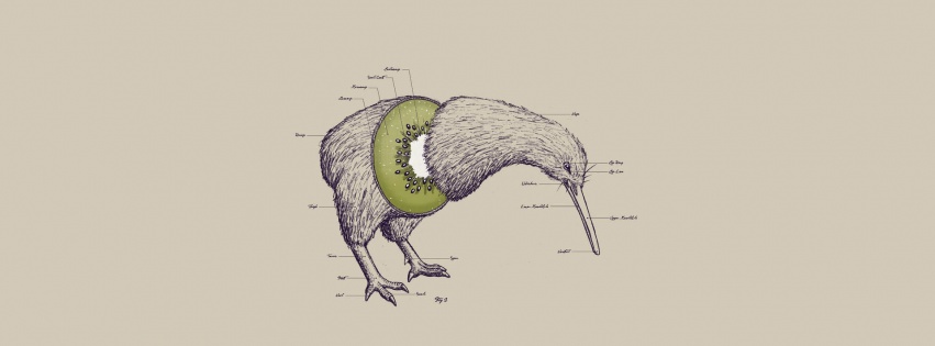 Kiwi Bird