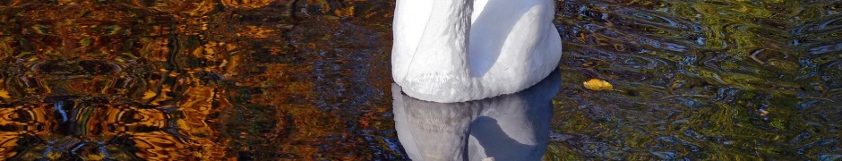 Lake Heat Swan Pond