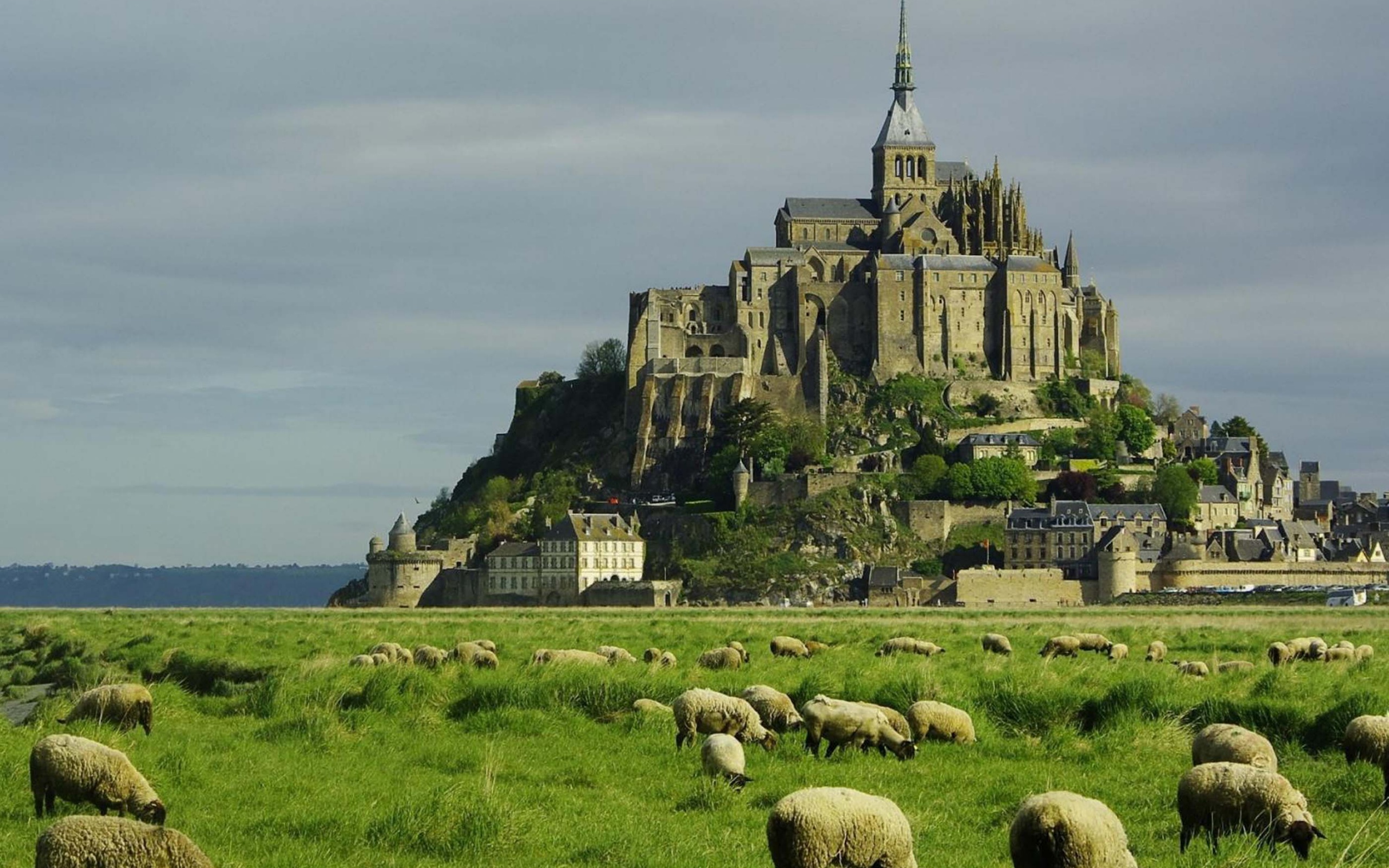 Lambs Mont Saint Michel Lower Normandy France