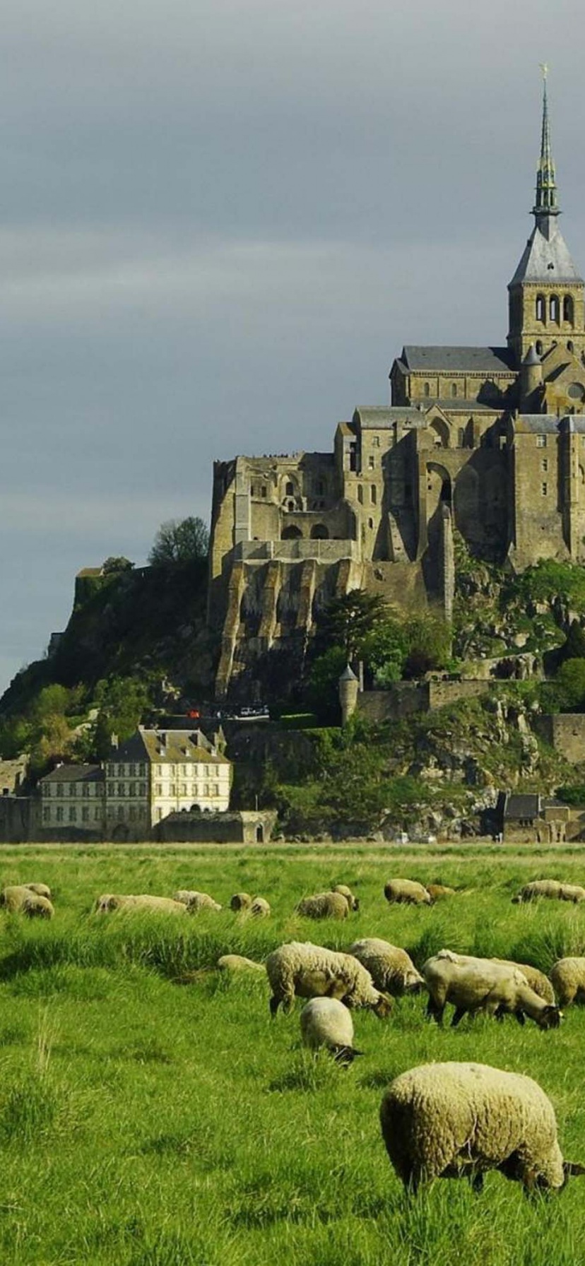 Lambs Mont Saint Michel Lower Normandy France