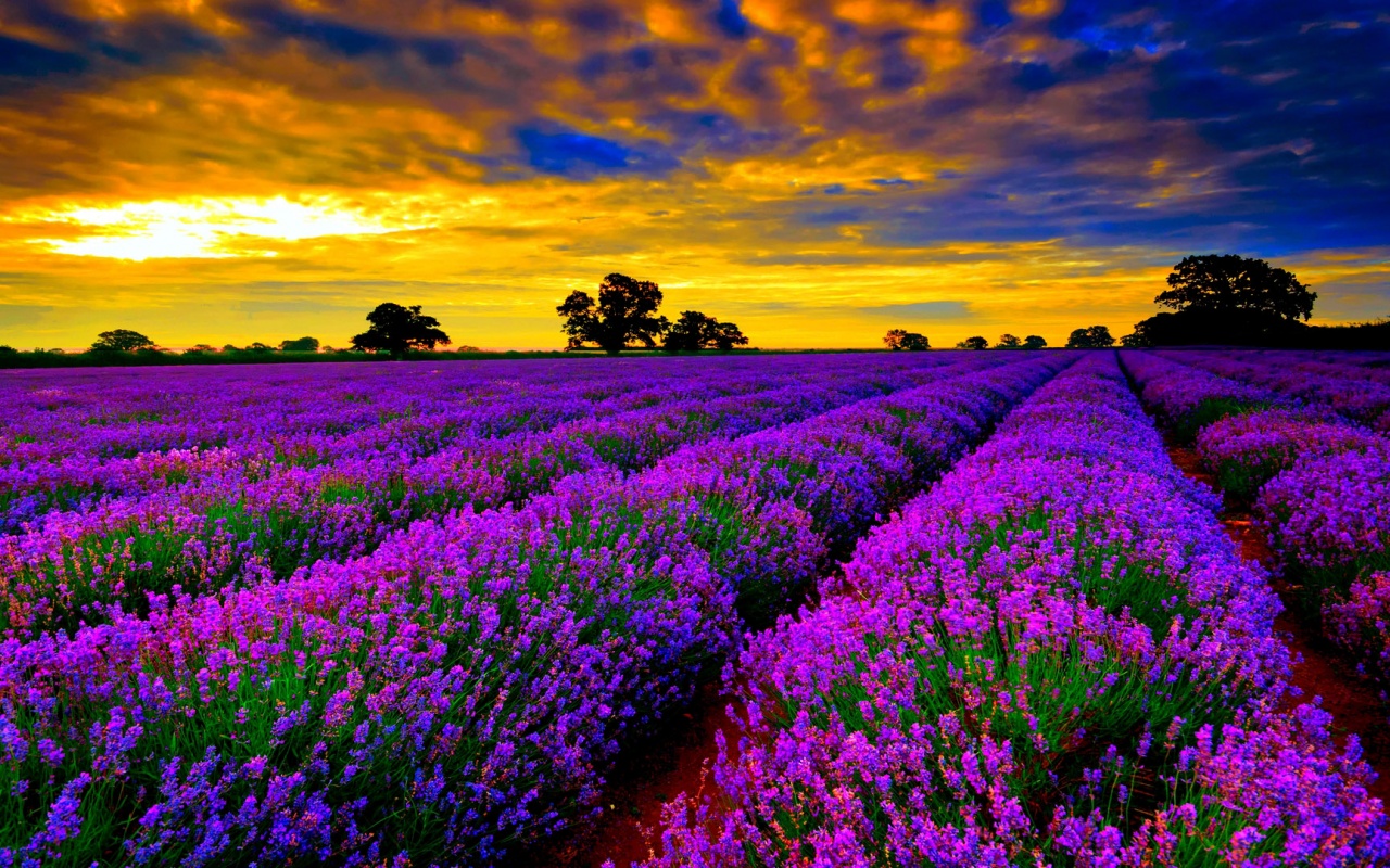 Lavender Field At Sunset