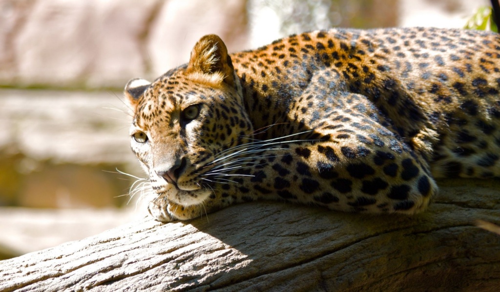 Leopard Predator Spotted Proud