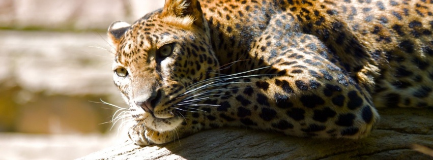 Leopard Predator Spotted Proud