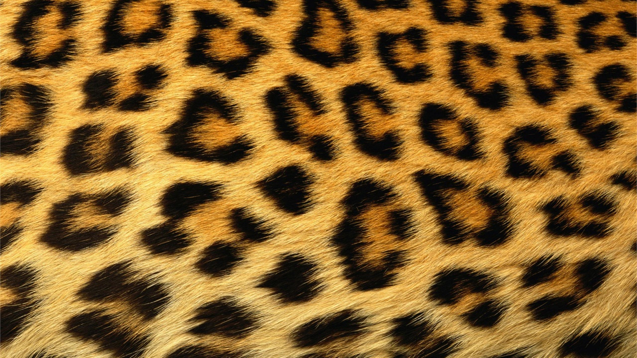 Leopard Skin Texture