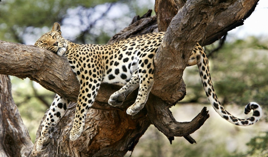 Leopard Sleeping