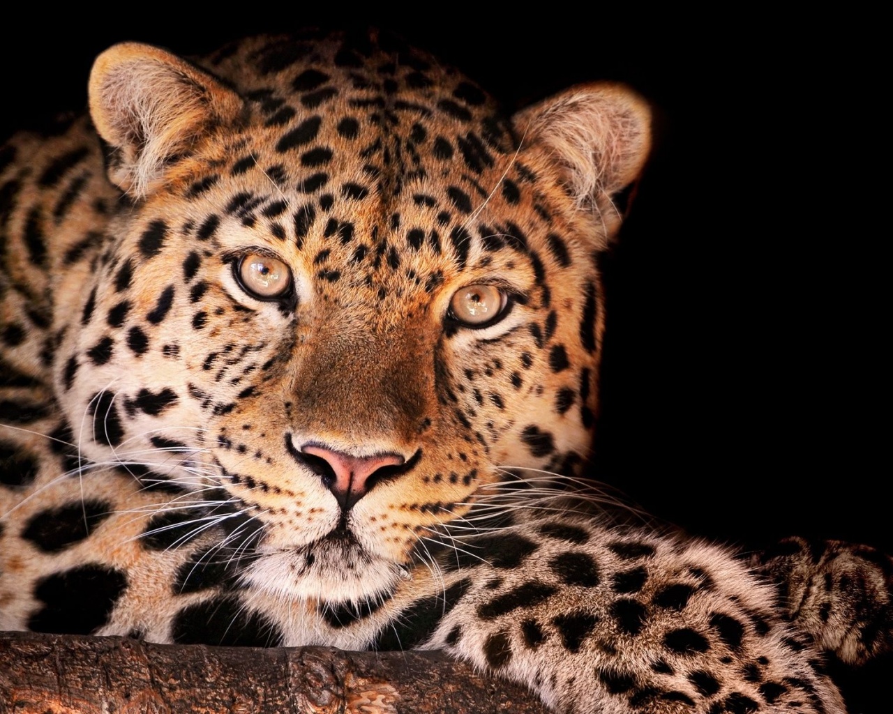 Leopard Spots Look