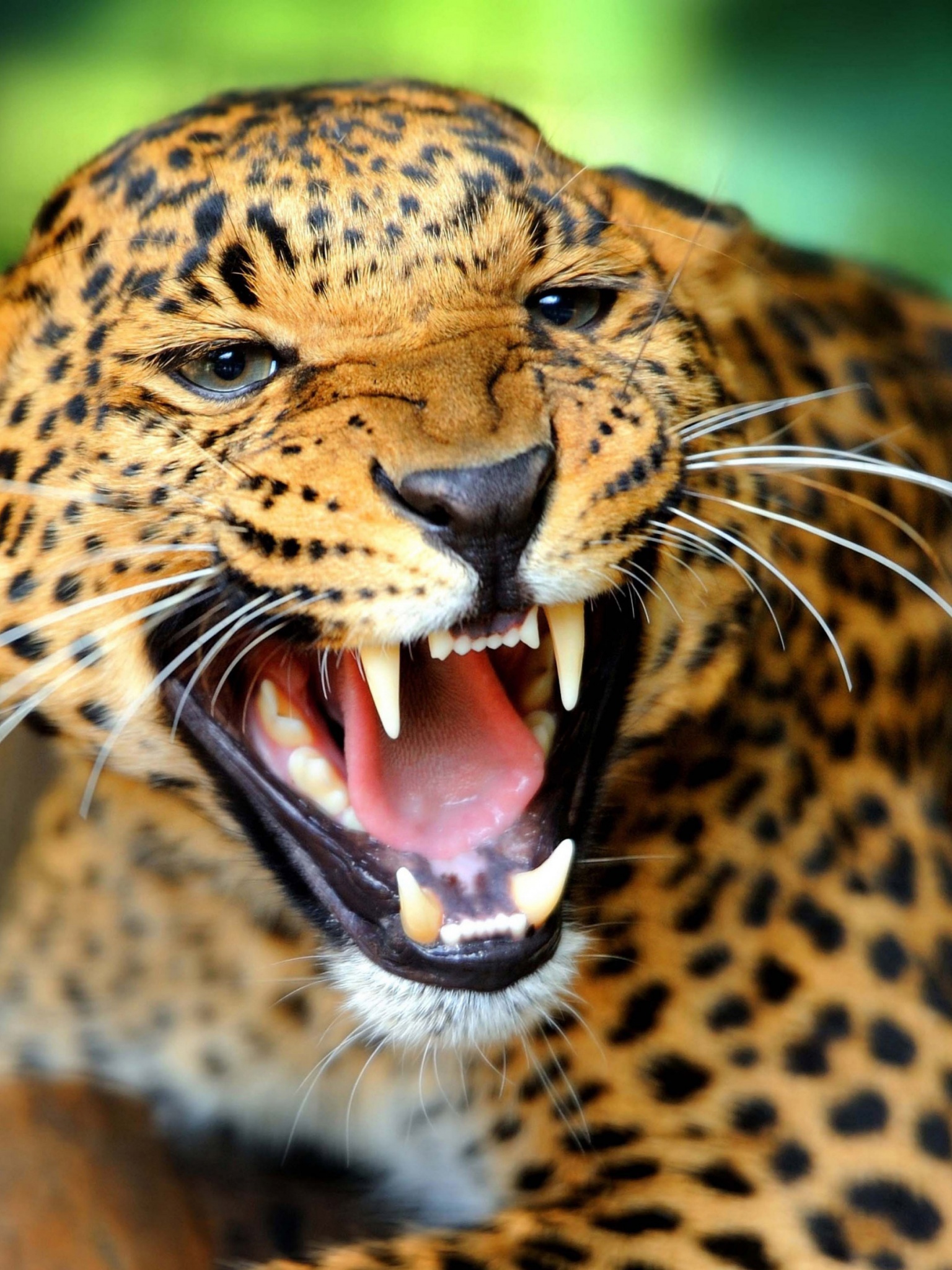 Leopard Wild Cat Growl