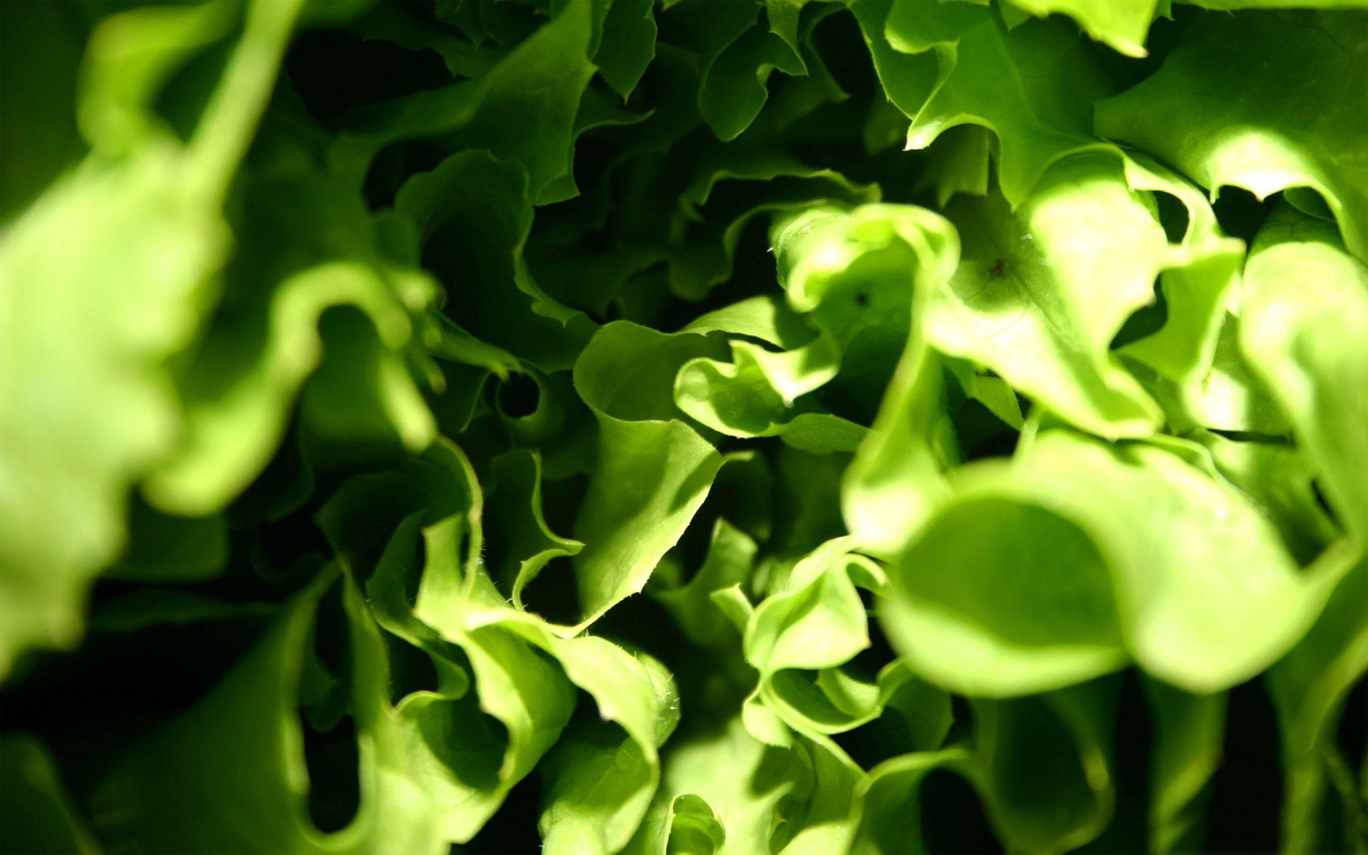 Lettuce Macro