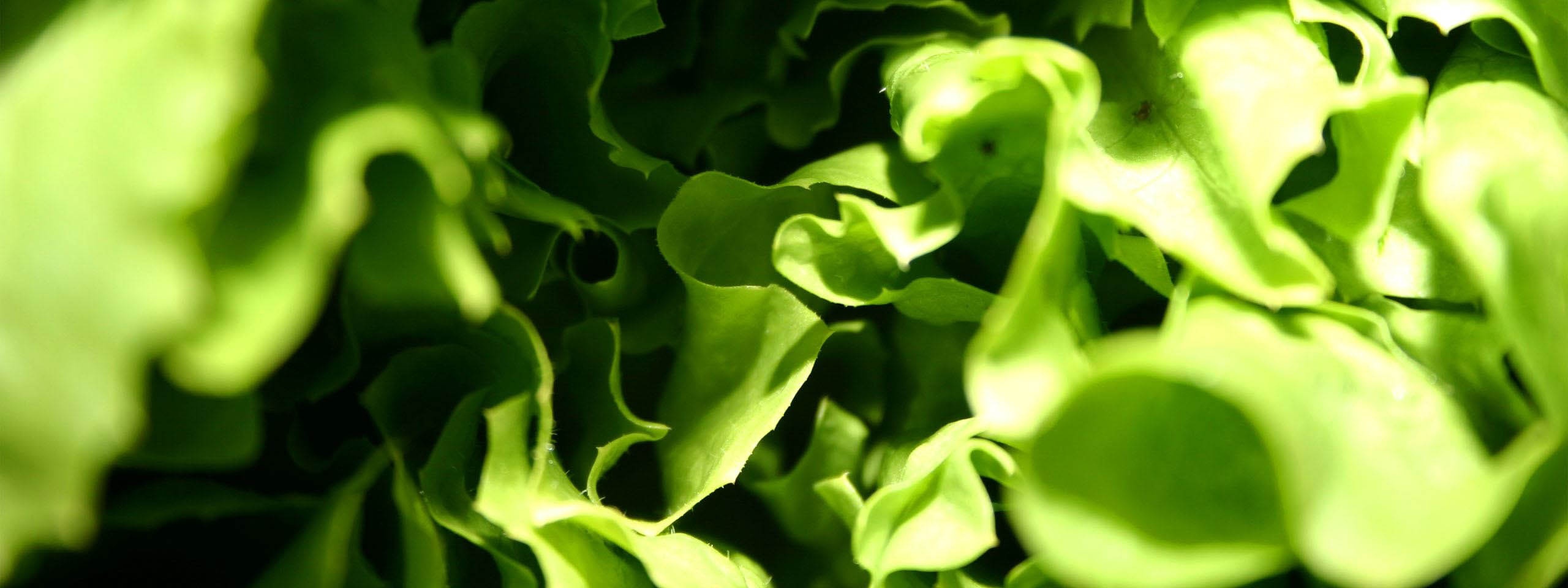 Lettuce Macro