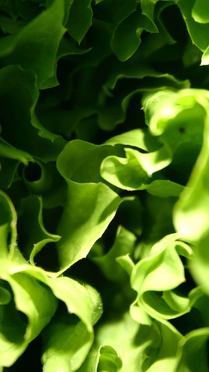 Lettuce Macro