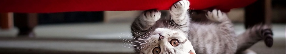Little Cat Playing