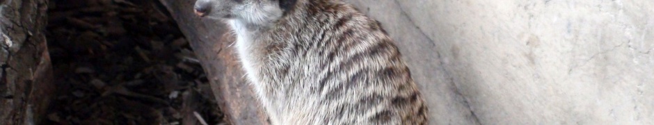 Log Meerkat Suricate Head Zoo