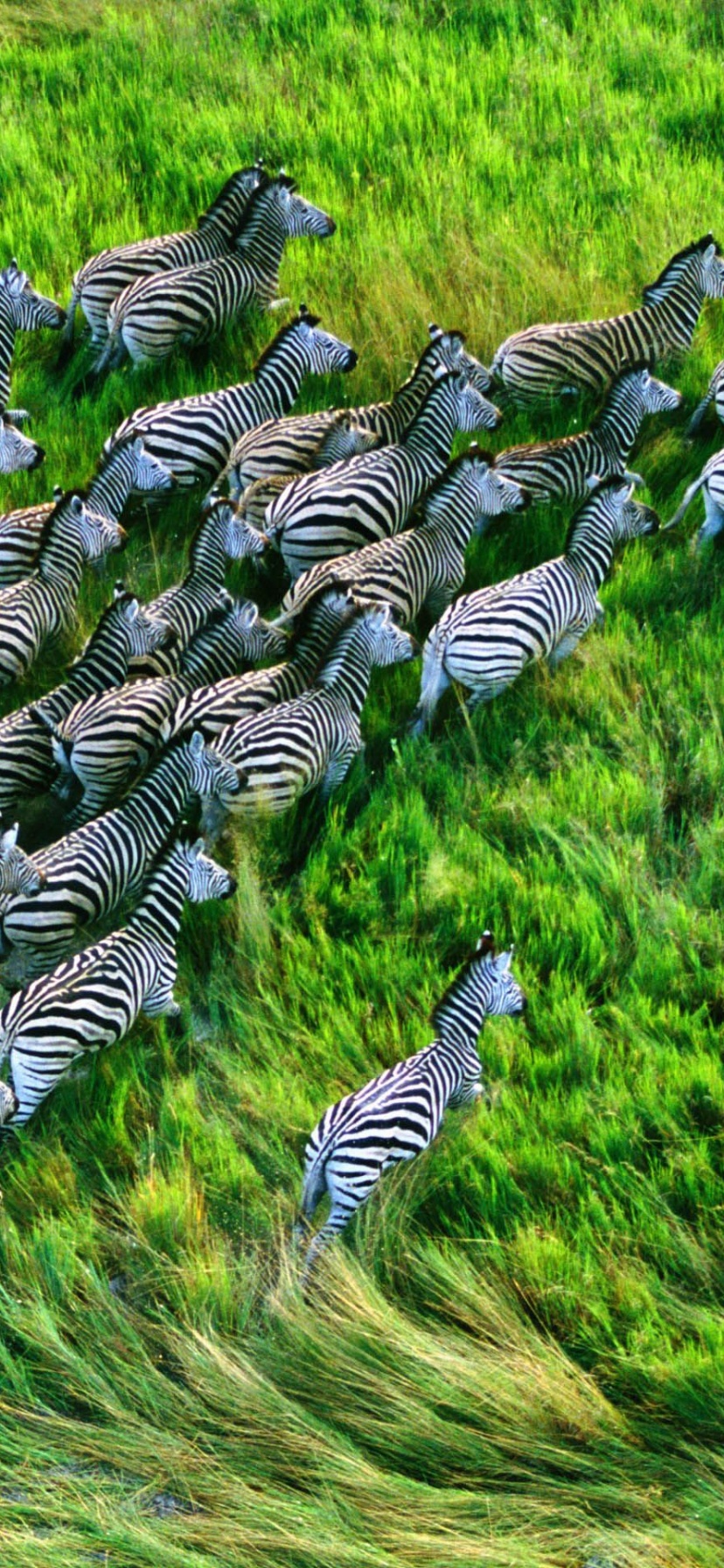 Mac Os X Retina Zebras