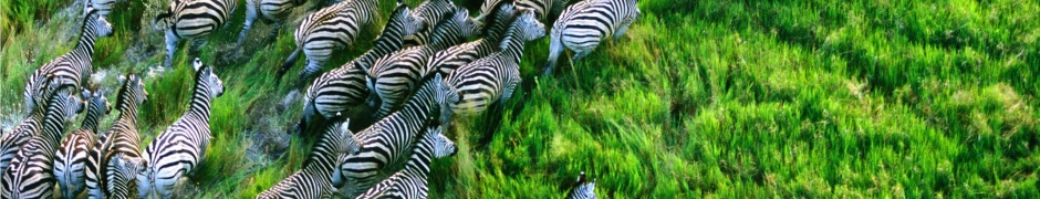 Mac Os X Retina Zebras