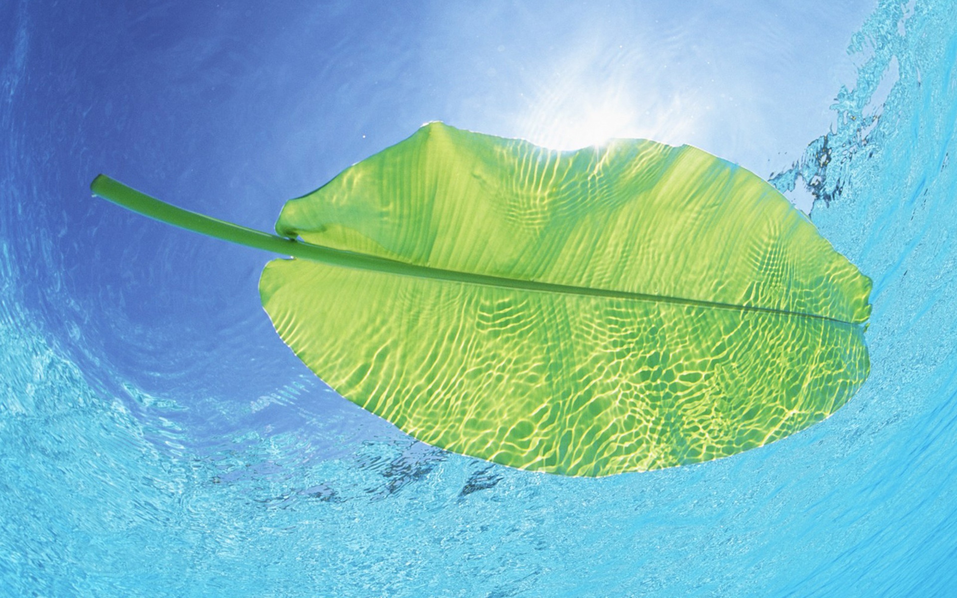 Maldives Leaf On Water