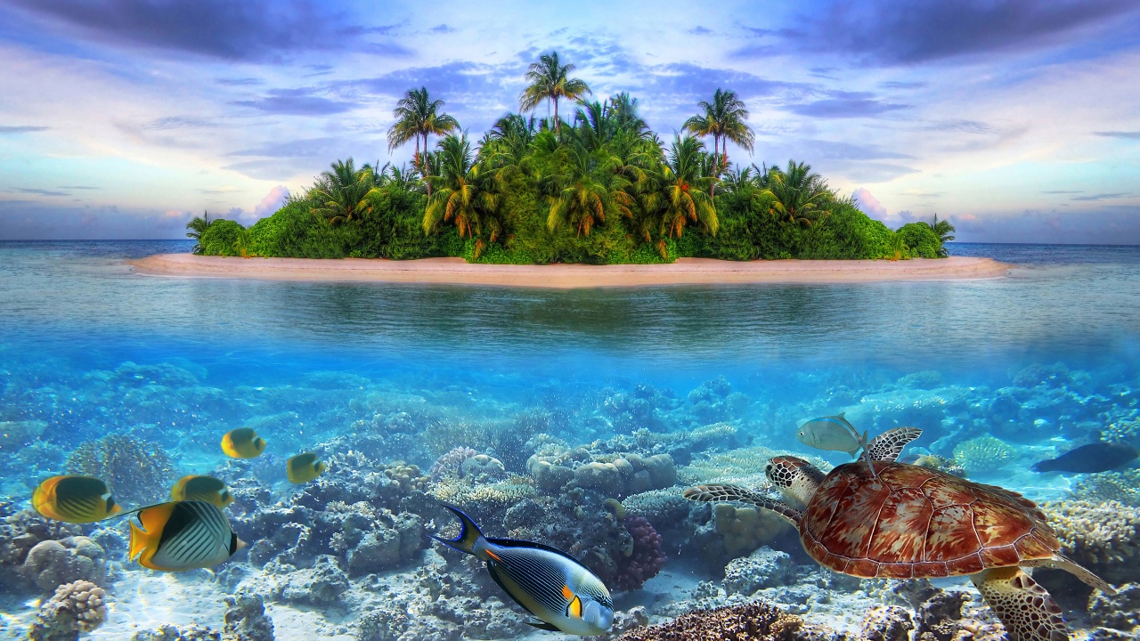 Marine Llife On A Tropical Island